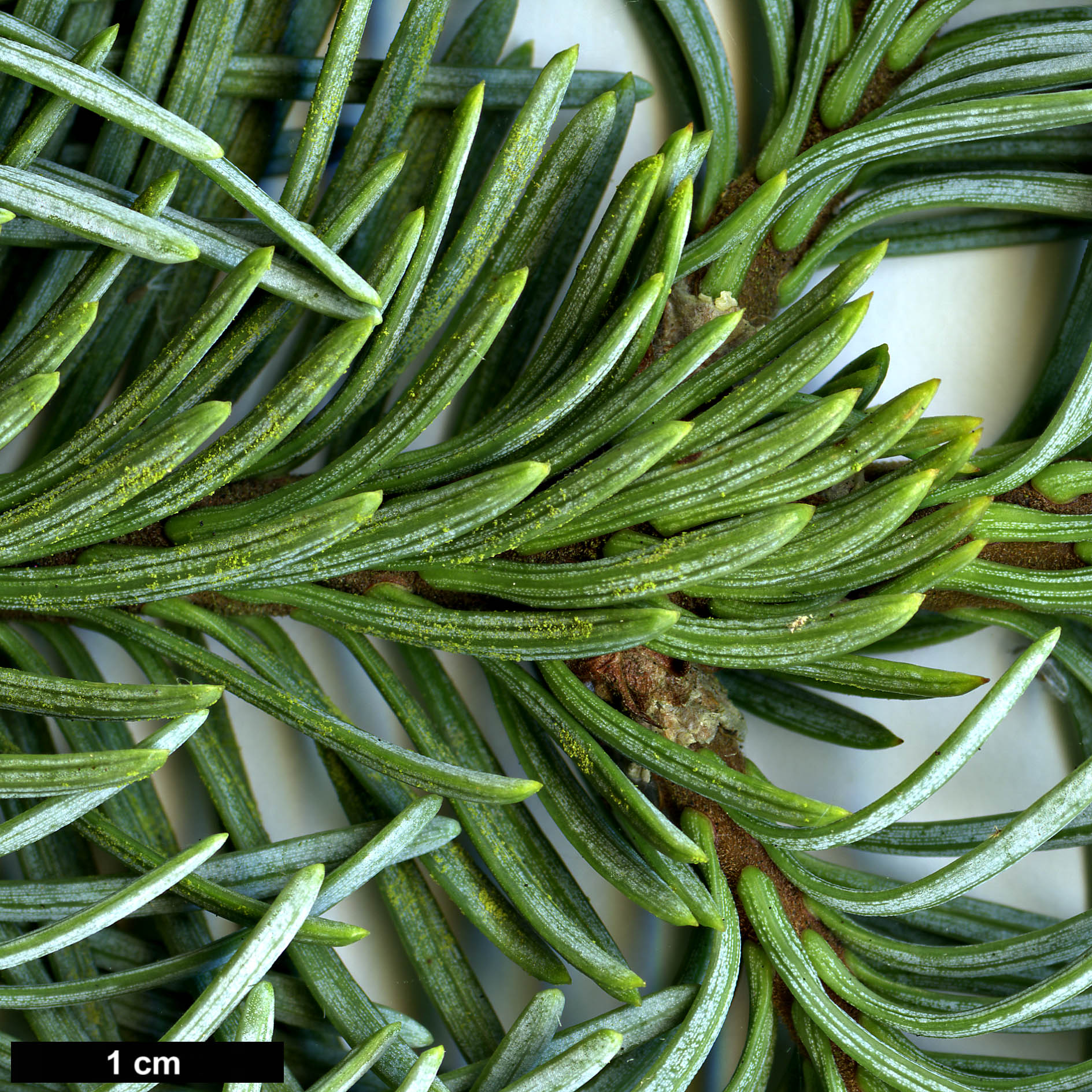High resolution image: Family: Pinaceae - Genus: Abies - Taxon: magnifica - SpeciesSub: var. shastensis